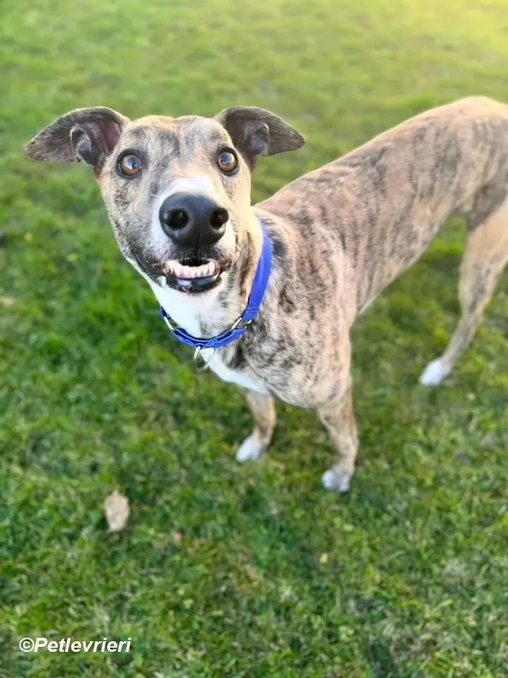 Jeremiah adozione levrieri greyhound 1
