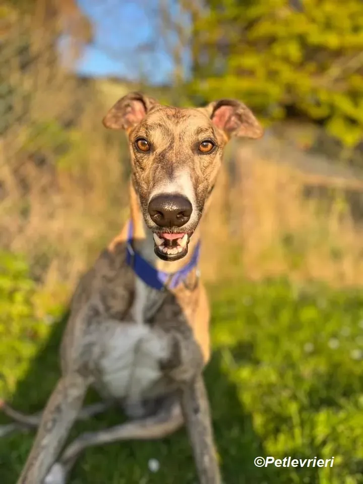 Jeremiah adozione levrieri greyhound 10