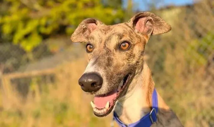 Jeremiah adozione levrieri greyhound 11 e1649057205308