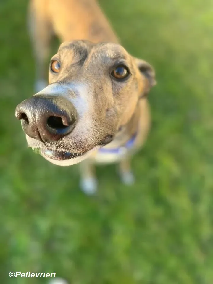 Jeremiah adozione levrieri greyhound 2