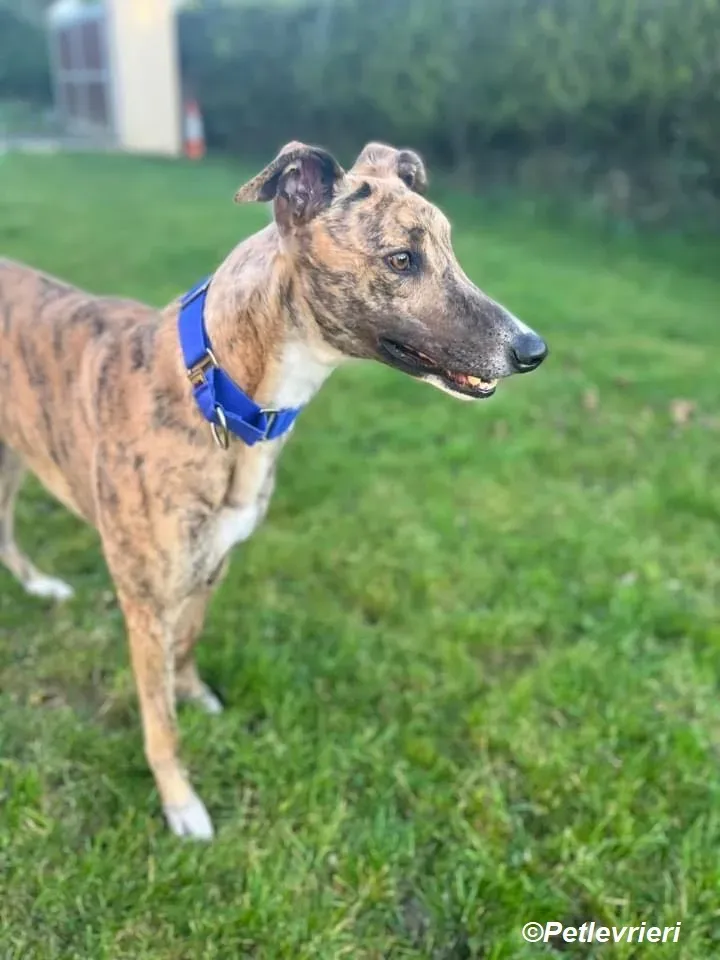 Jeremiah adozione levrieri greyhound 3