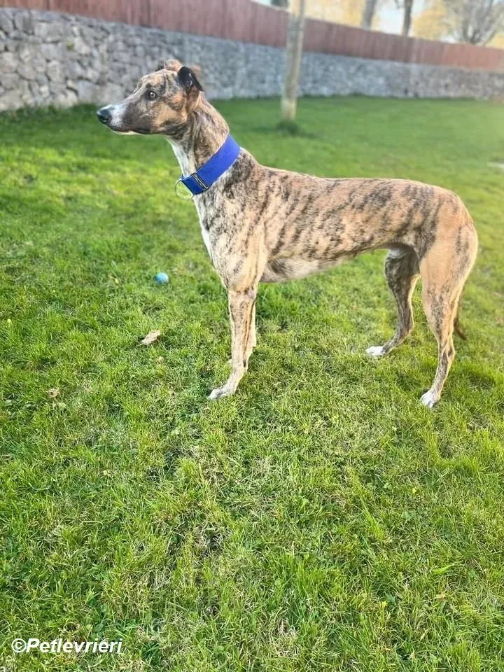 Jeremiah adozione levrieri greyhound 4