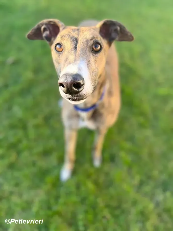 Jeremiah adozione levrieri greyhound 5