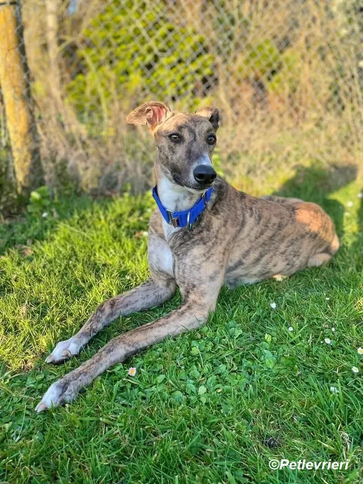 Jeremiah adozione levrieri greyhound 6