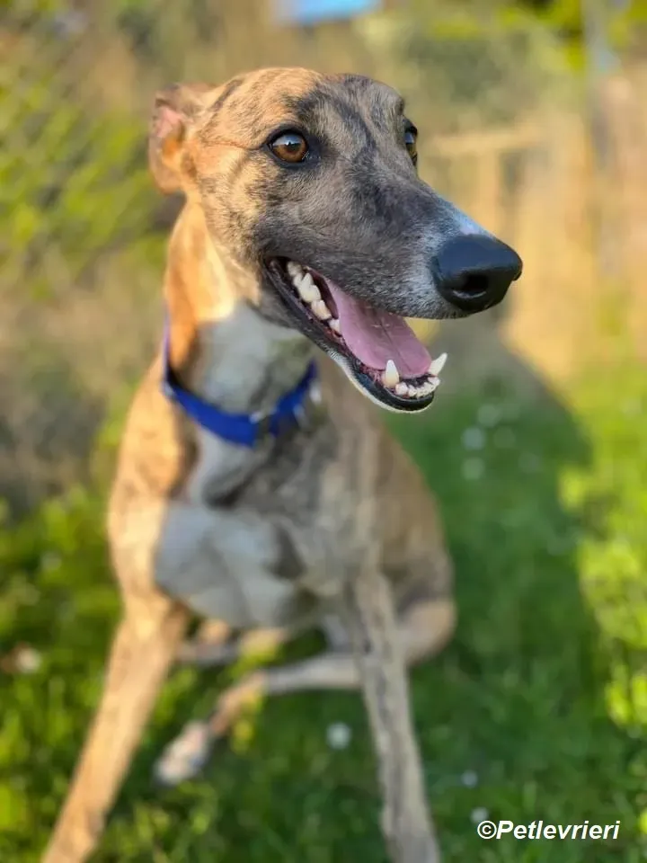 Jeremiah adozione levrieri greyhound 7