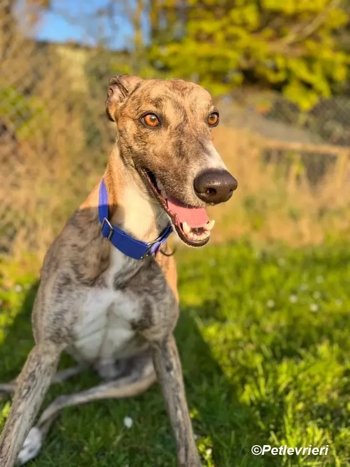 Jeremiah adozione levrieri greyhound 8