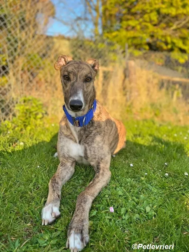 Jeremiah adozione levrieri greyhound 9