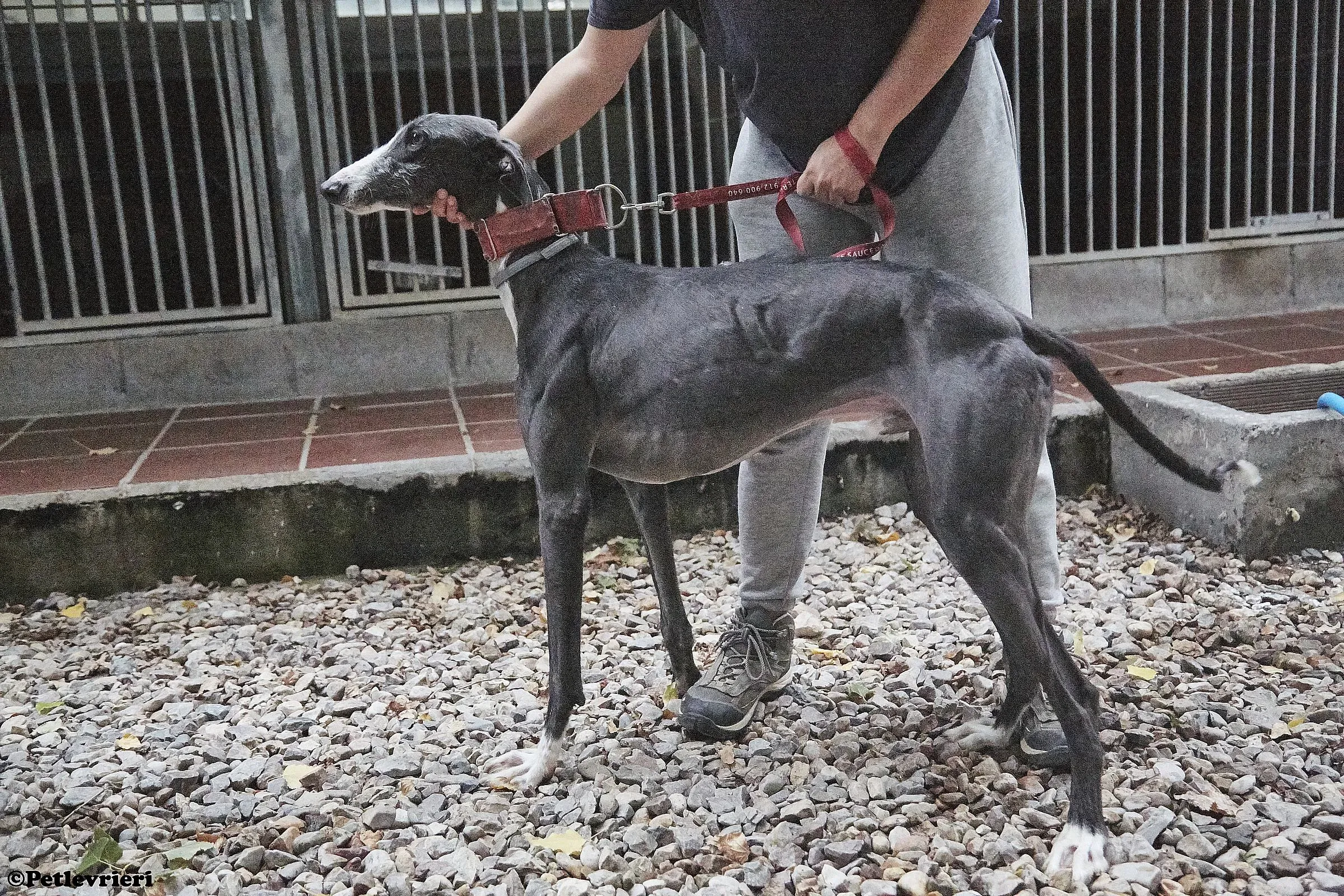 Jero adozione levrieri galgo 01