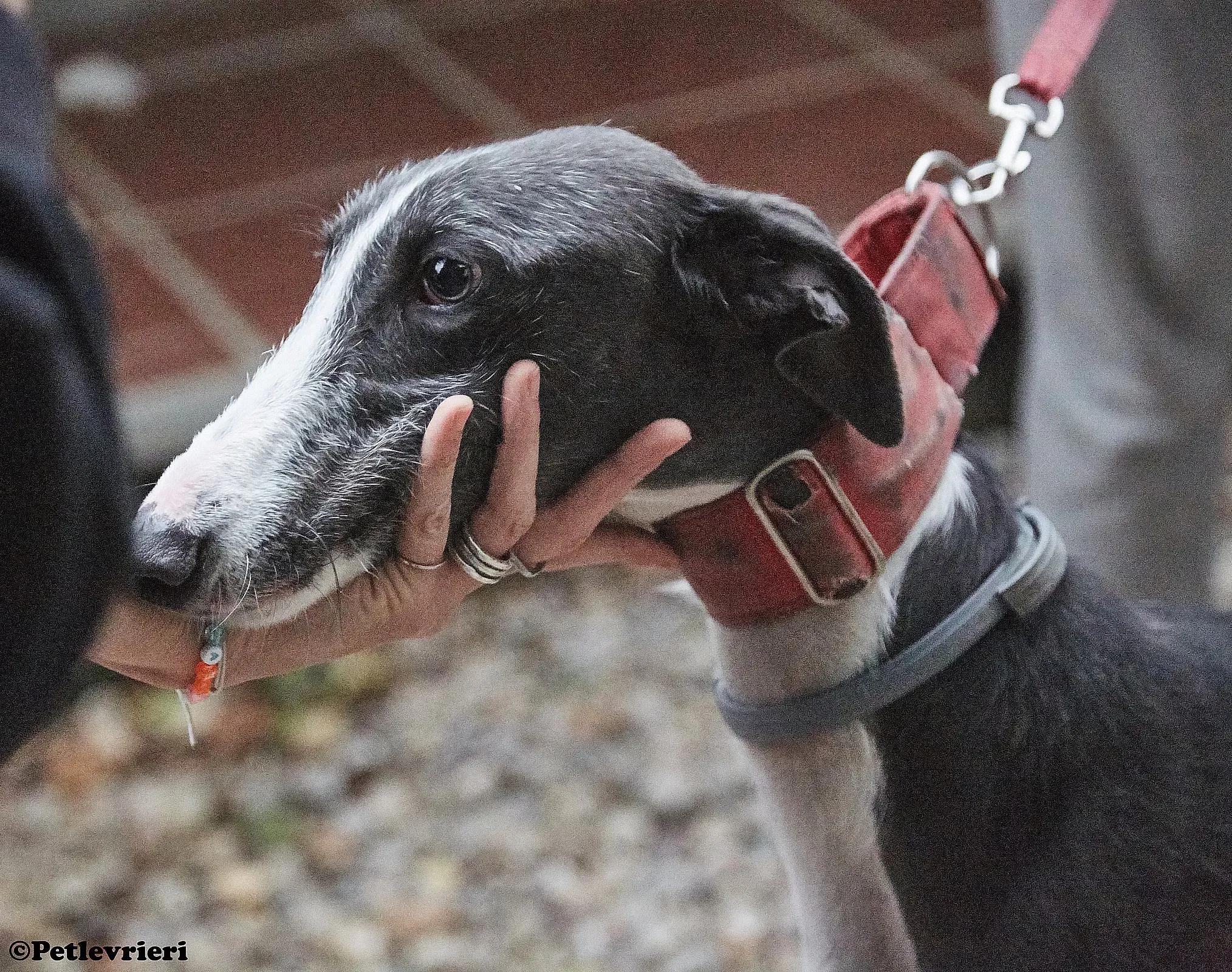 Jero adozione levrieri galgo 011