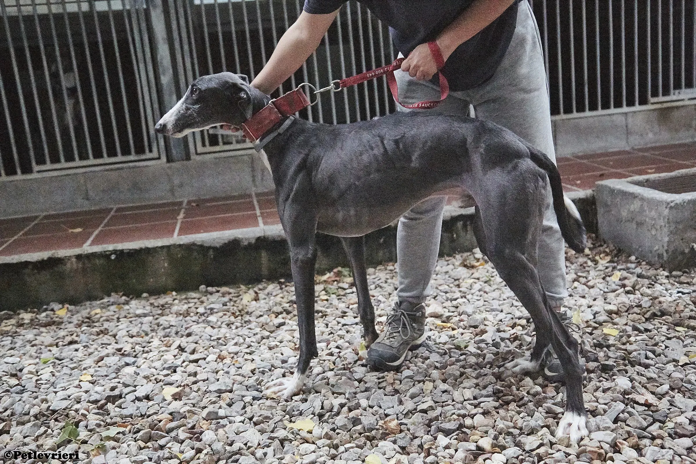 Jero adozione levrieri galgo 02