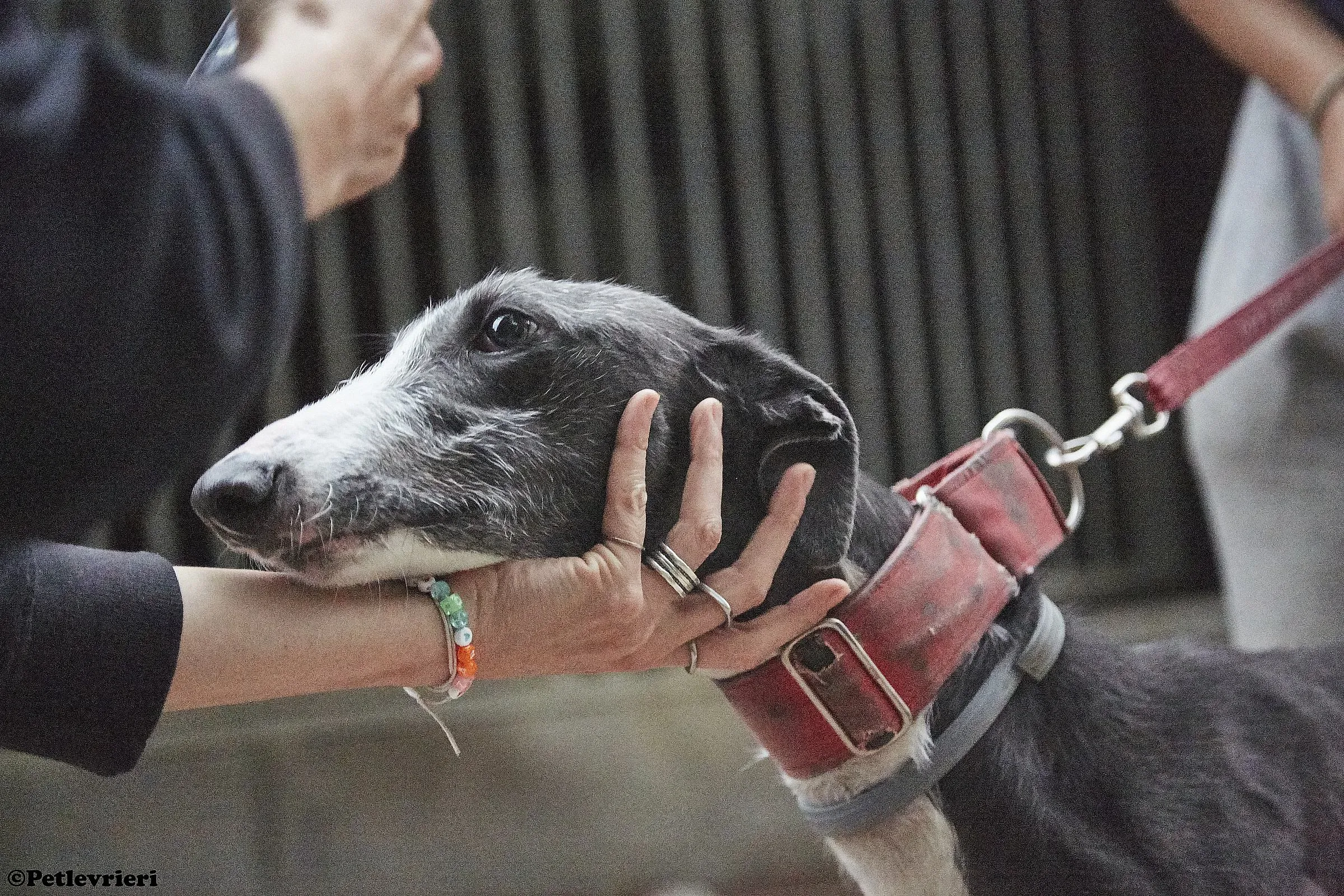 Jero adozione levrieri galgo 04