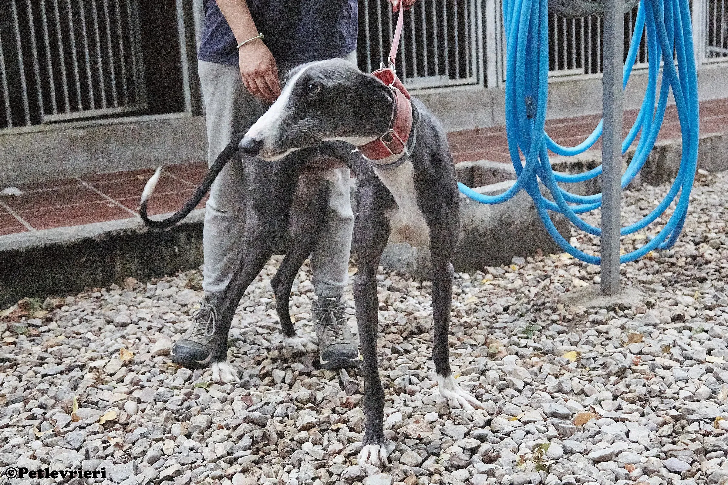 Jero adozione levrieri galgo 05