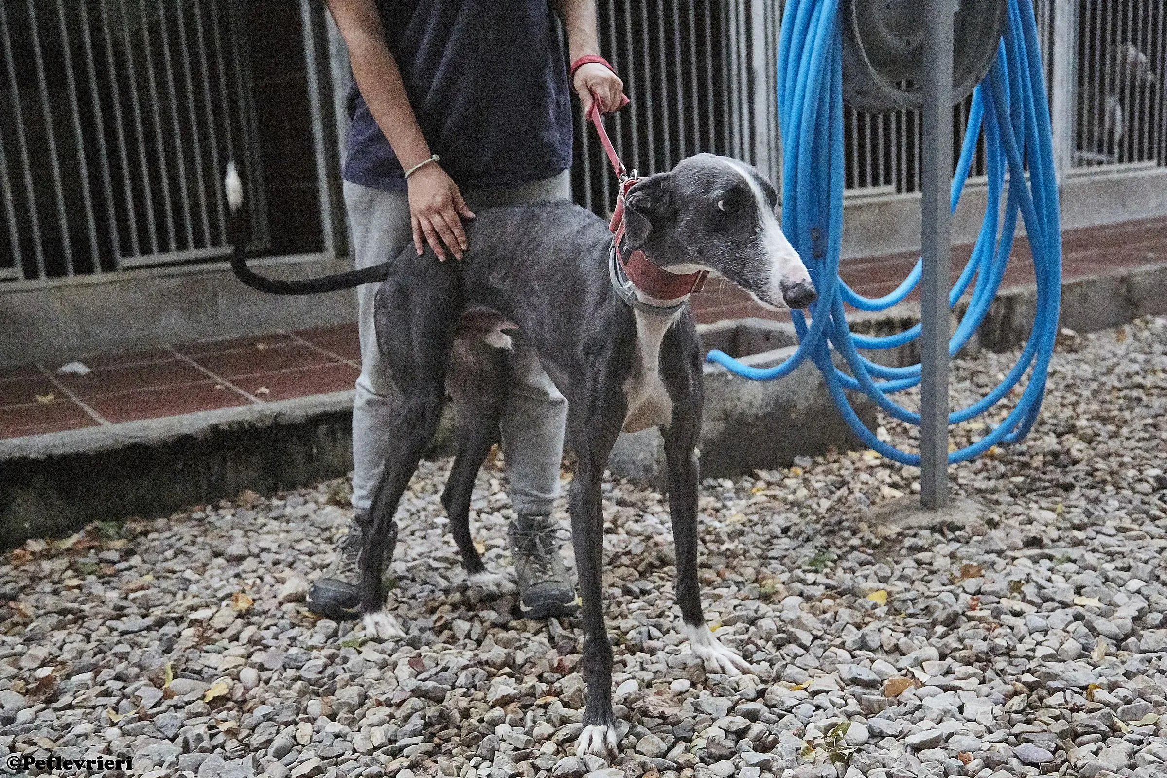 Jero adozione levrieri galgo 06