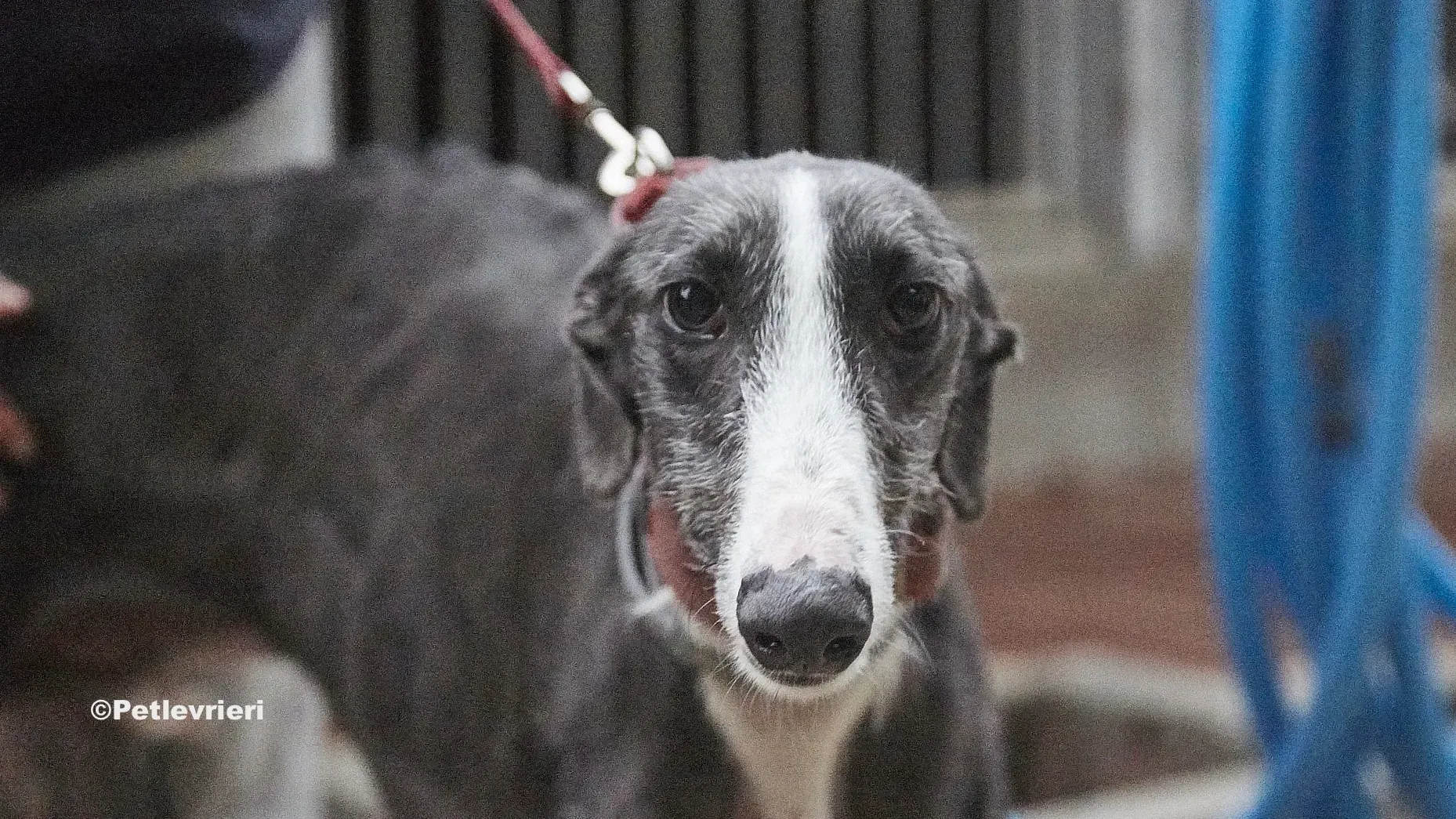 Jero adozione levrieri galgo 07 2