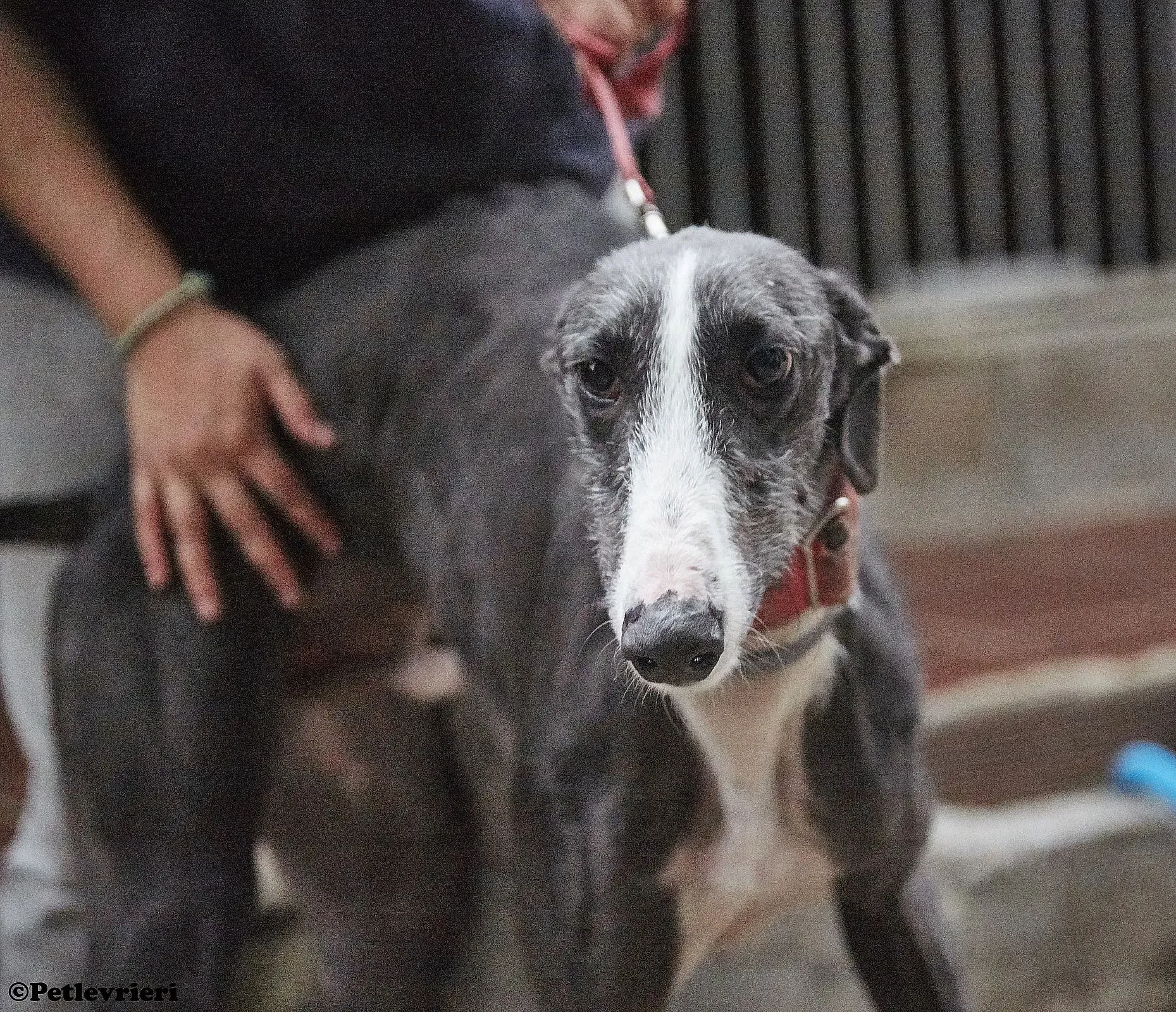 Jero adozione levrieri galgo 08