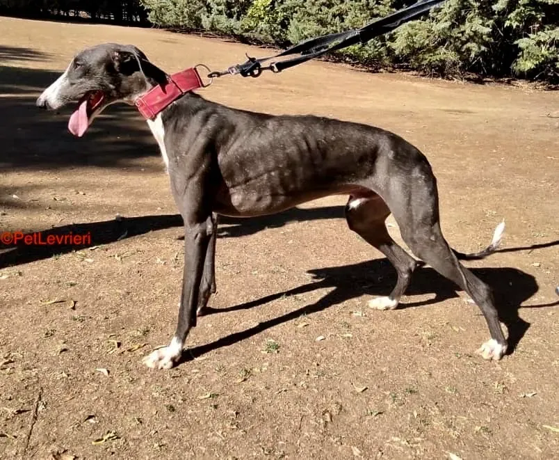 Jero adozione levrieri galgo 2