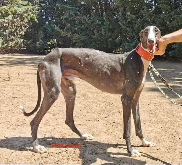 Jero adozione levrieri galgo 3