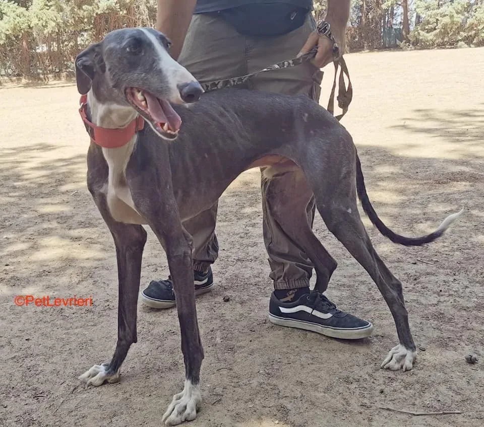 Jero adozione levrieri galgo 4