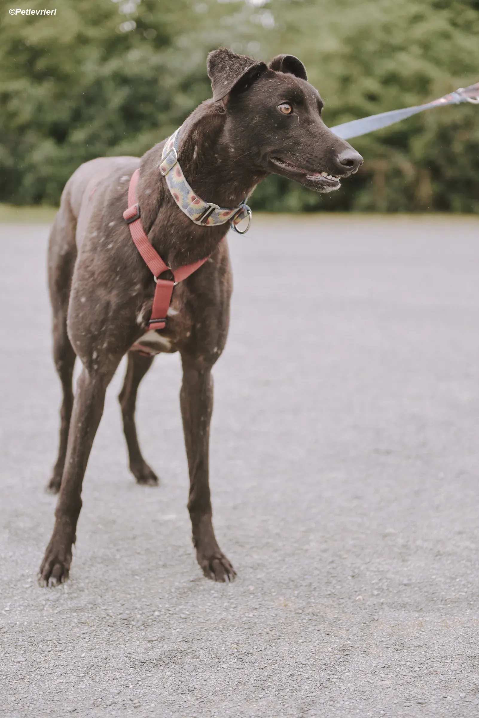 Jerry adozione levrieri greyhound 1