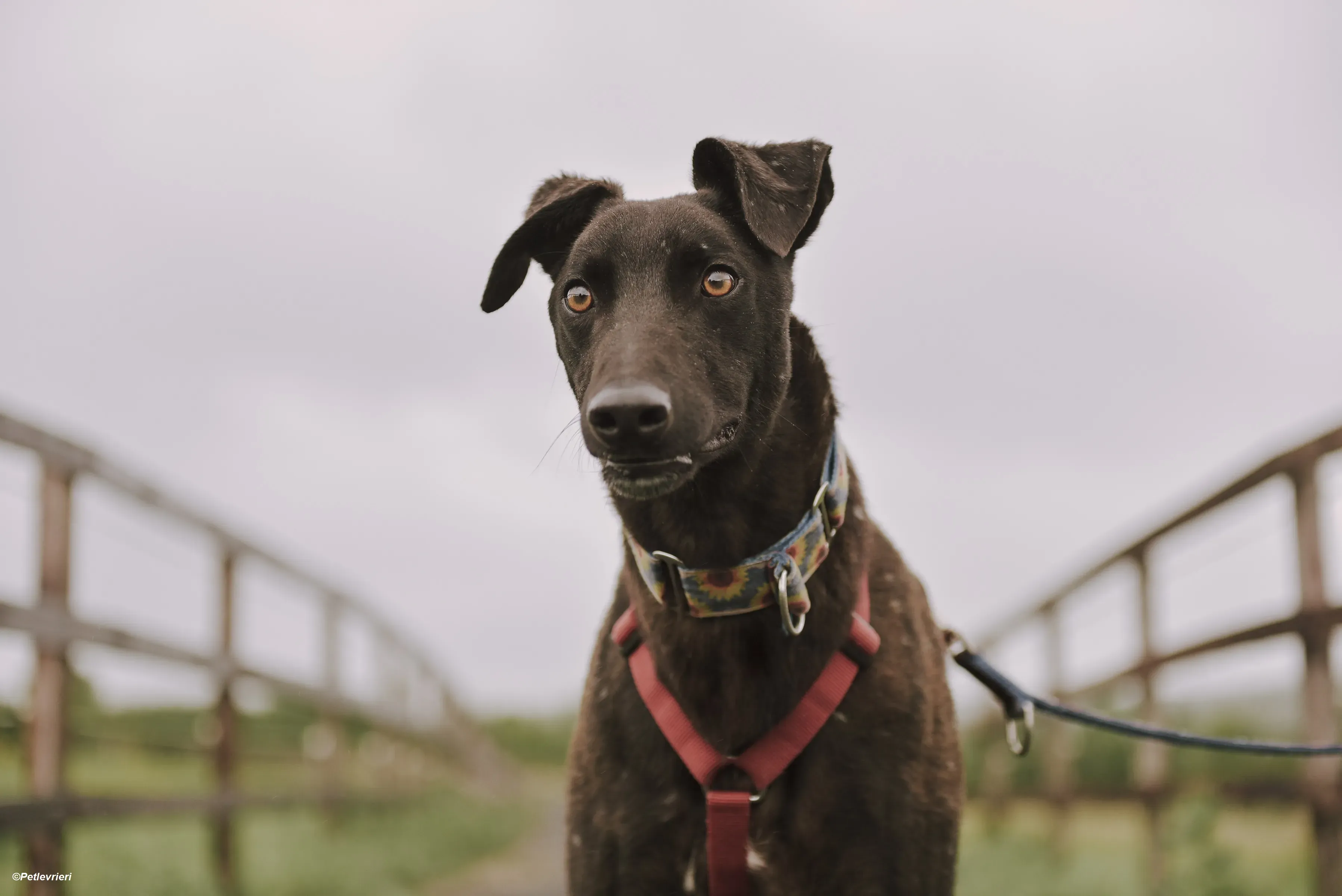 Jerry adozione levrieri greyhound 10