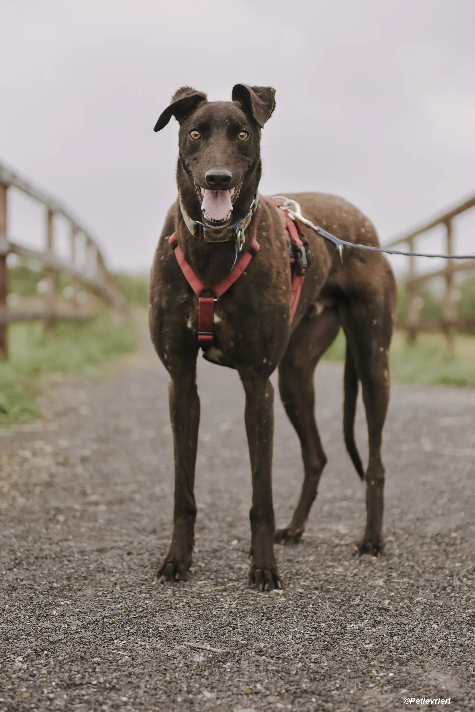 Jerry adozione levrieri greyhound 2