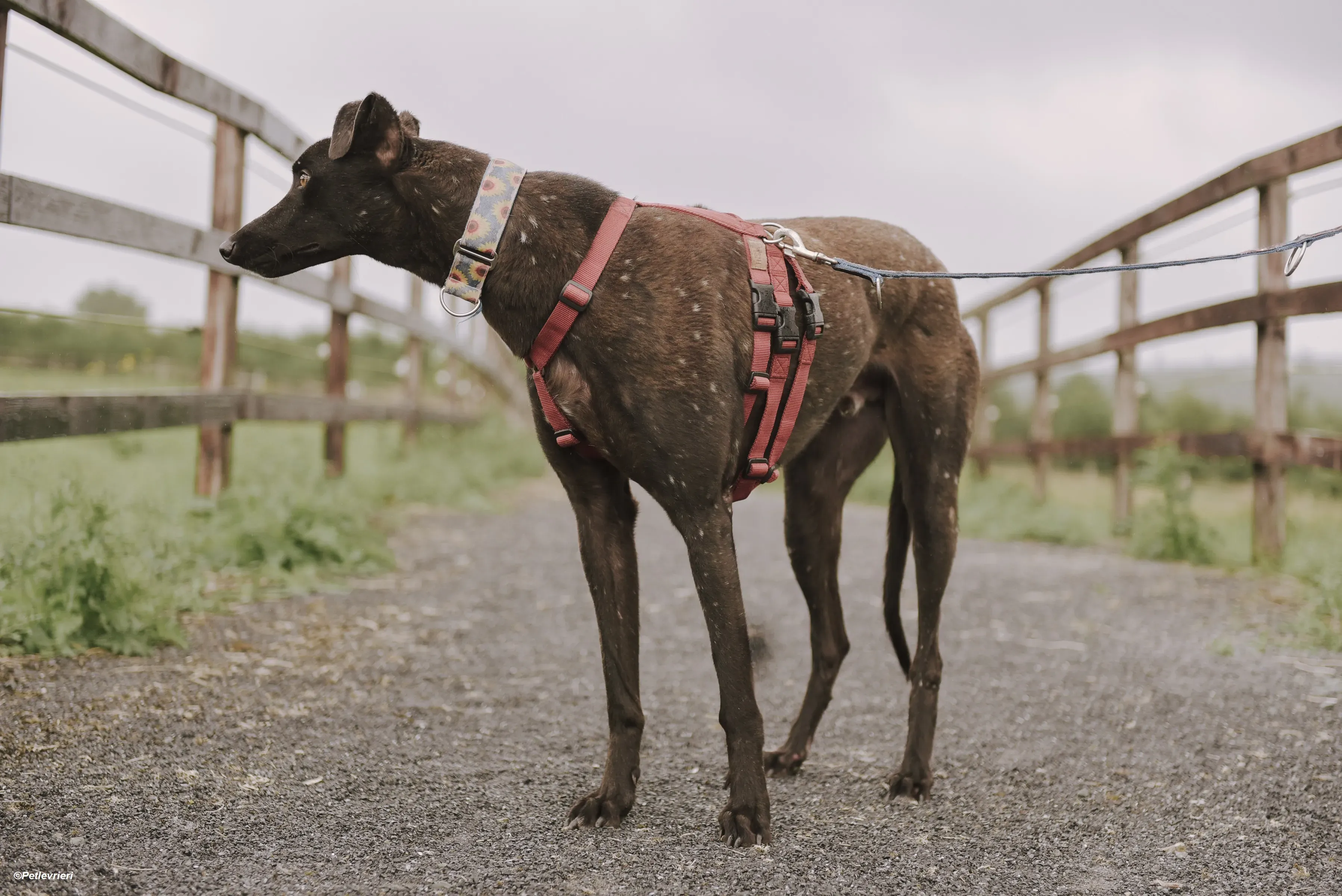 Jerry adozione levrieri greyhound 3
