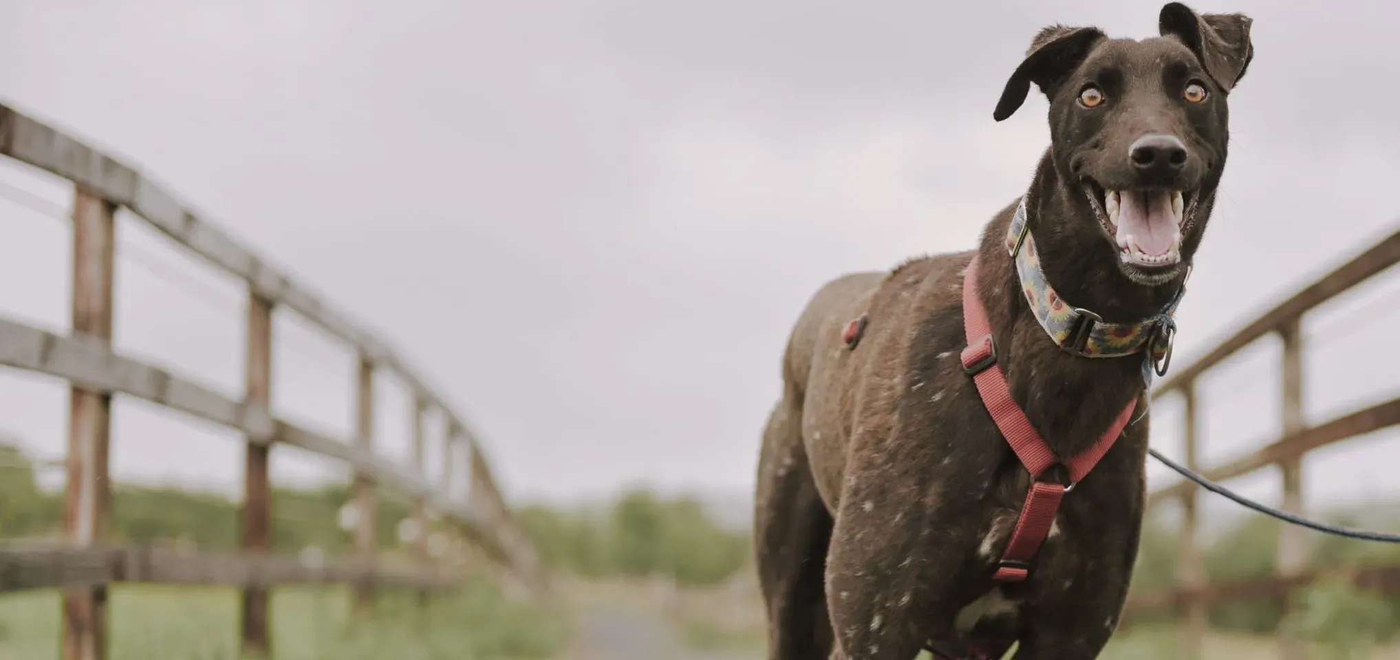 Jerry adozione levrieri greyhound 4 scaled e1658692486647