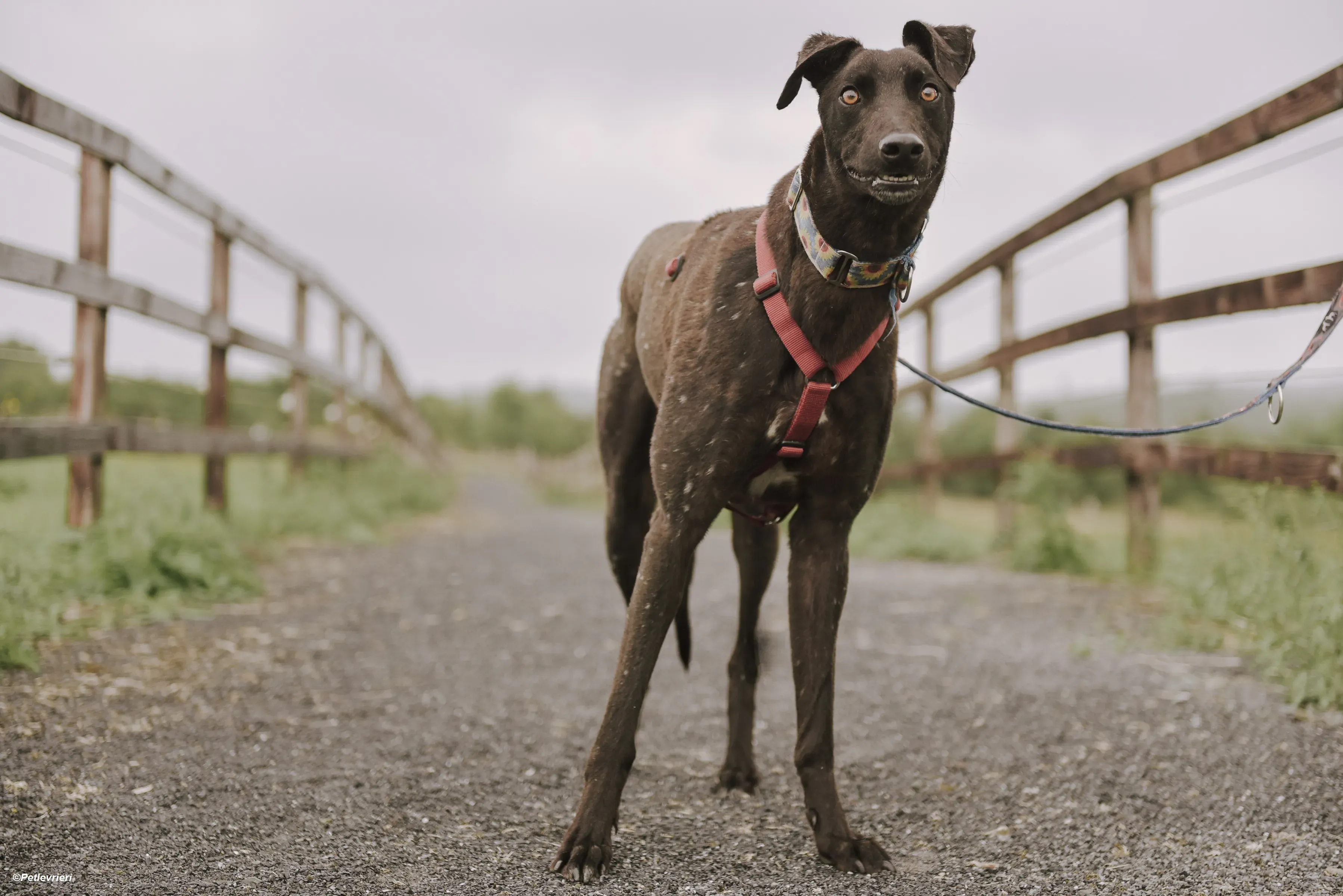 Jerry adozione levrieri greyhound 5