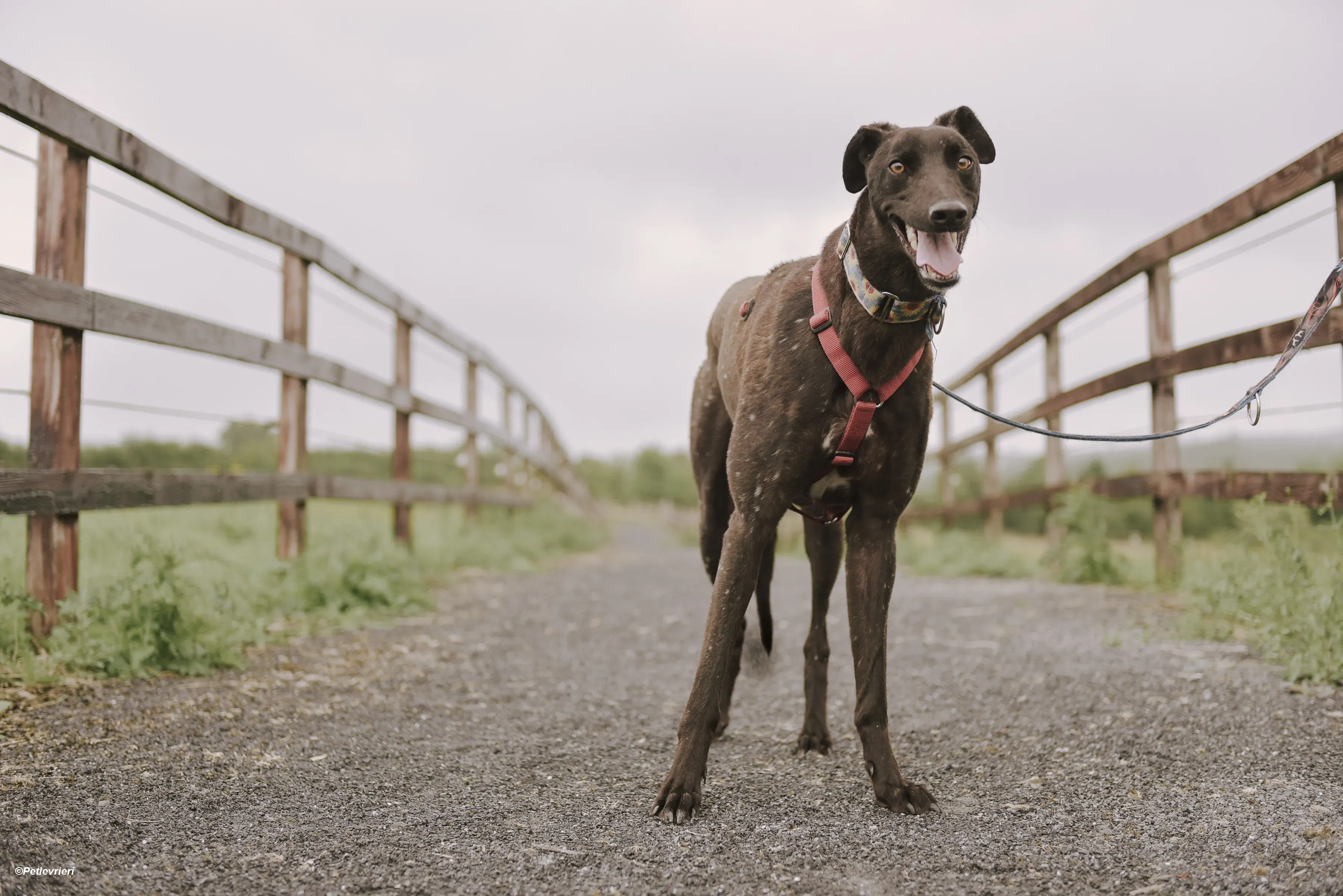 Jerry adozione levrieri greyhound 6