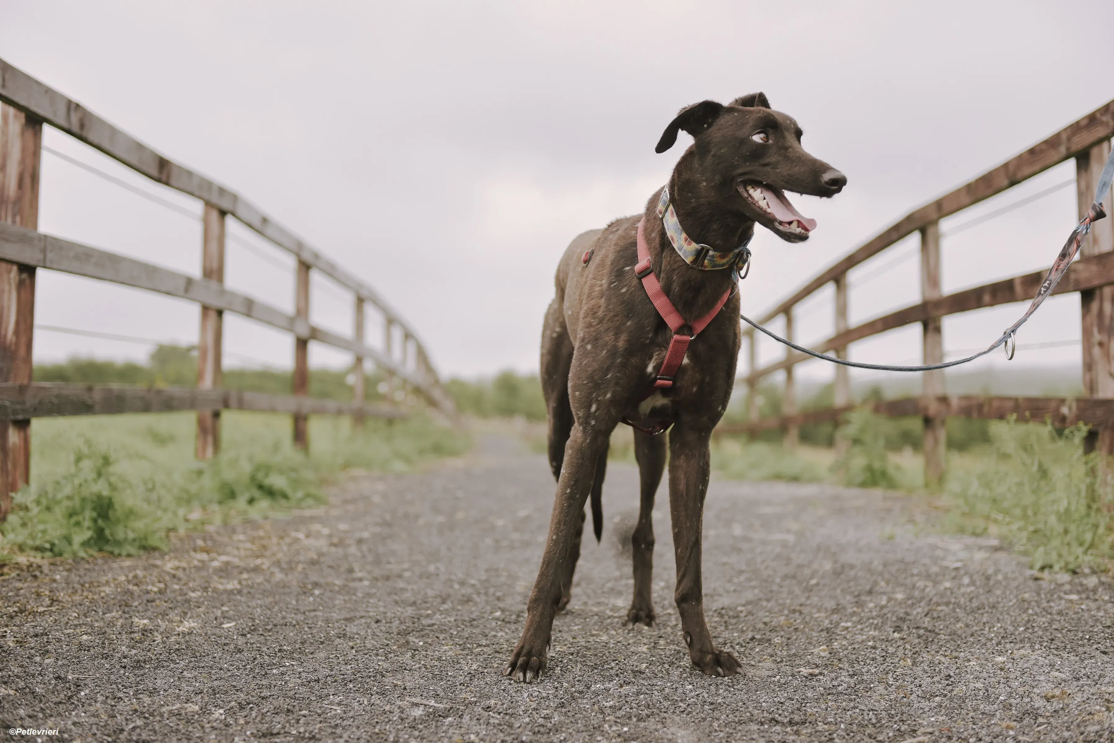 Jerry adozione levrieri greyhound 7