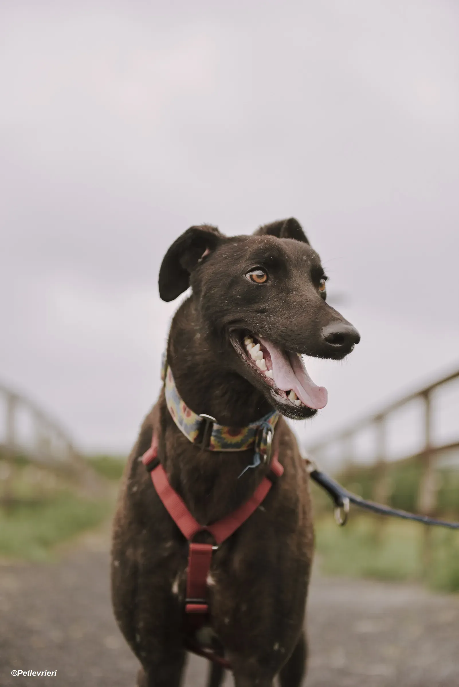 Jerry adozione levrieri greyhound 8