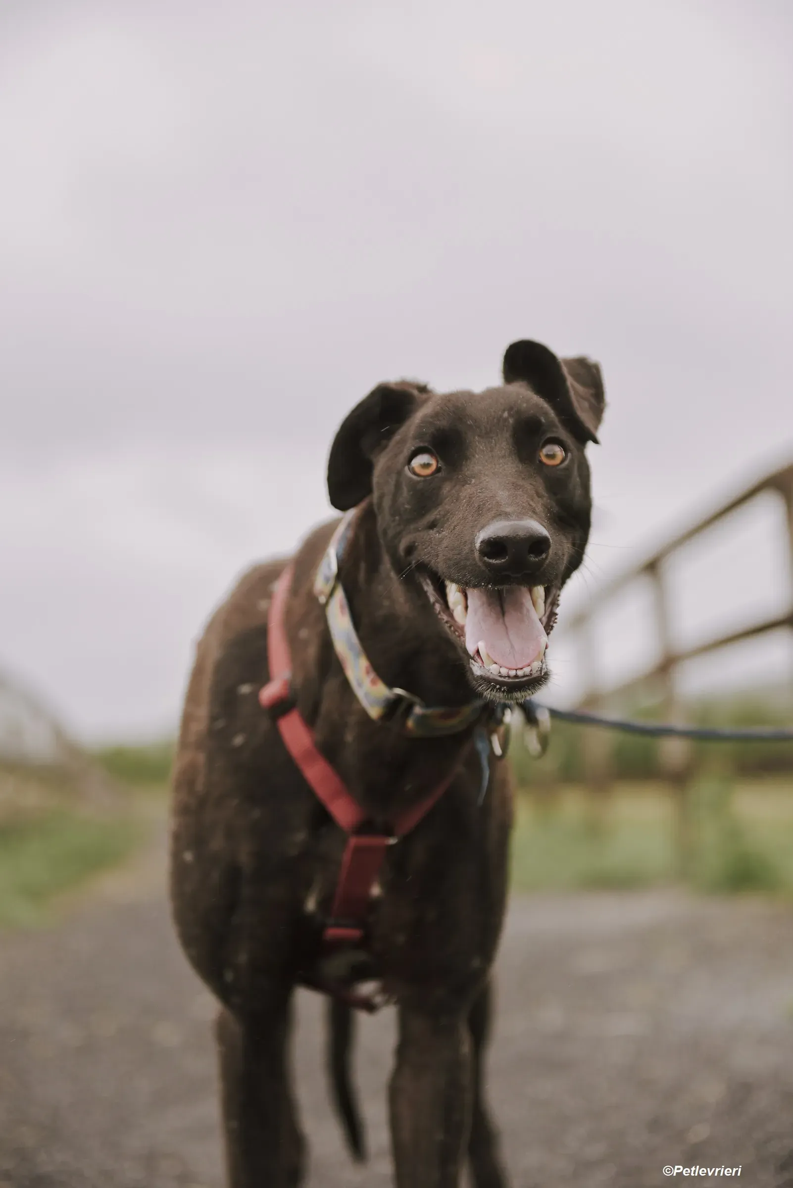 Jerry adozione levrieri greyhound 9