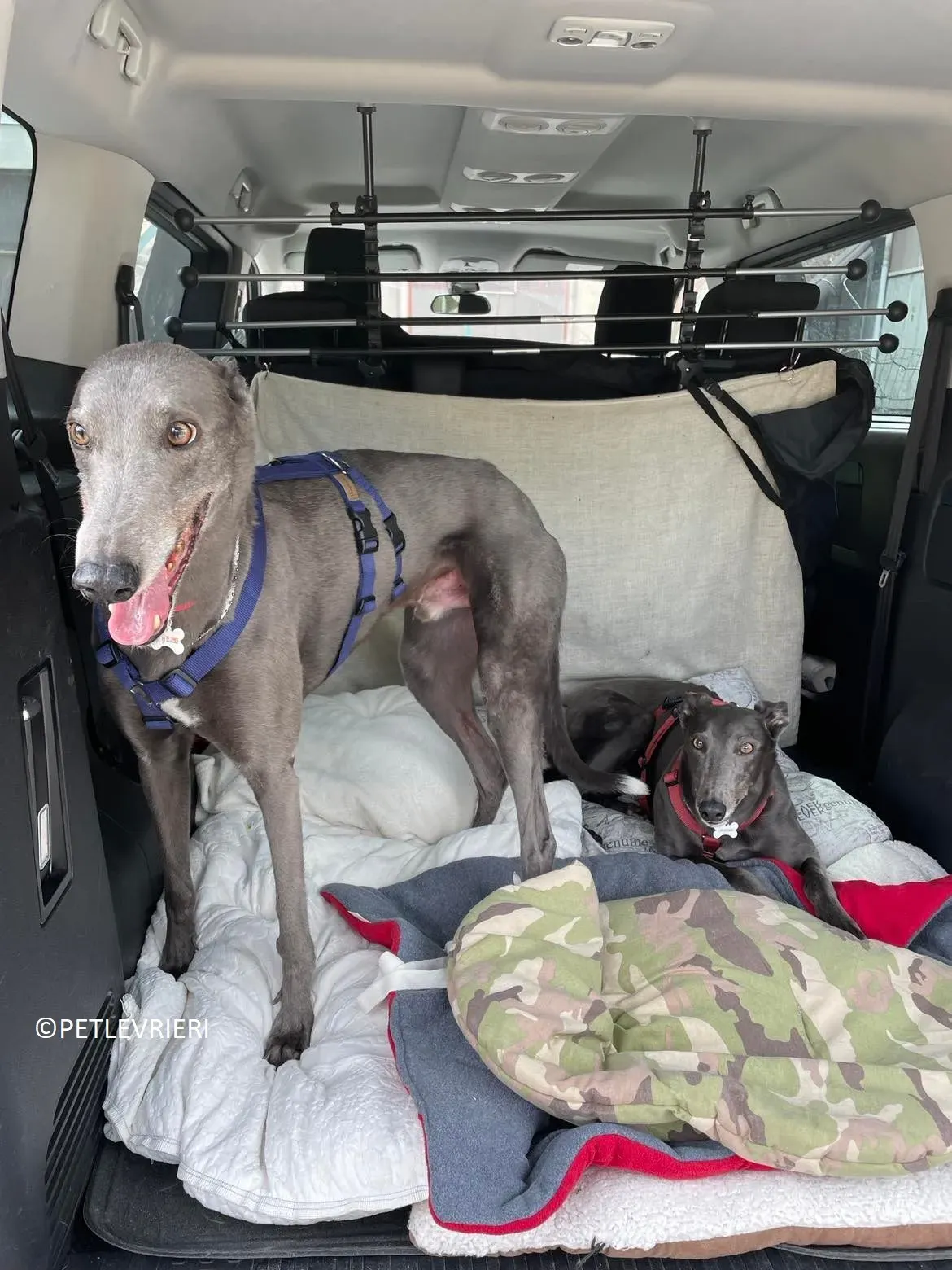 Jessi Double adozione levrieri greyhound.12