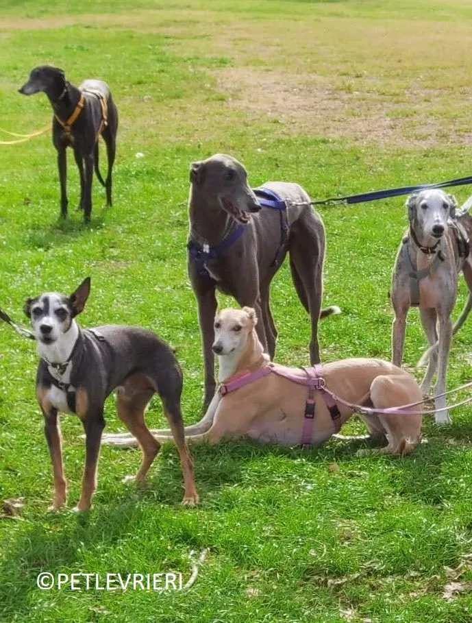 Jessi Double adozione levrieri greyhound.13