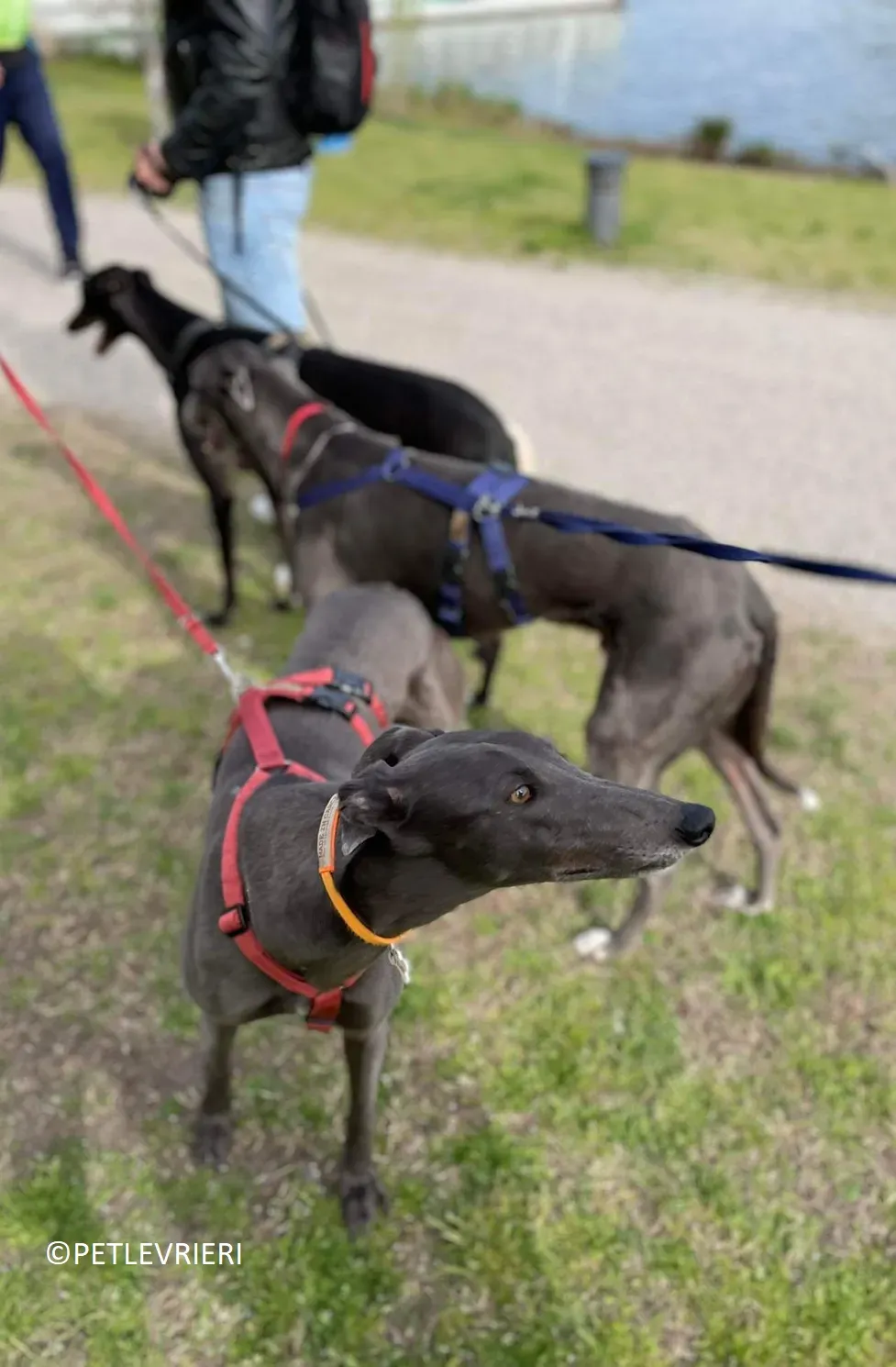 Jessi Double adozione levrieri greyhound.14