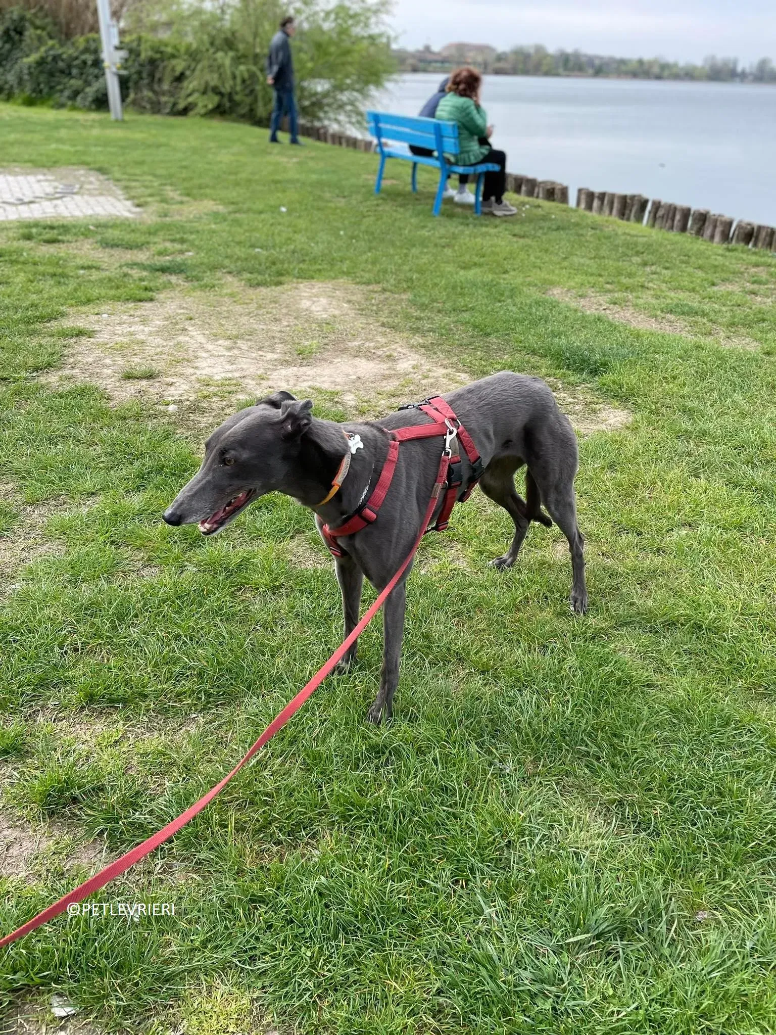 Jessi Double adozione levrieri greyhound.15