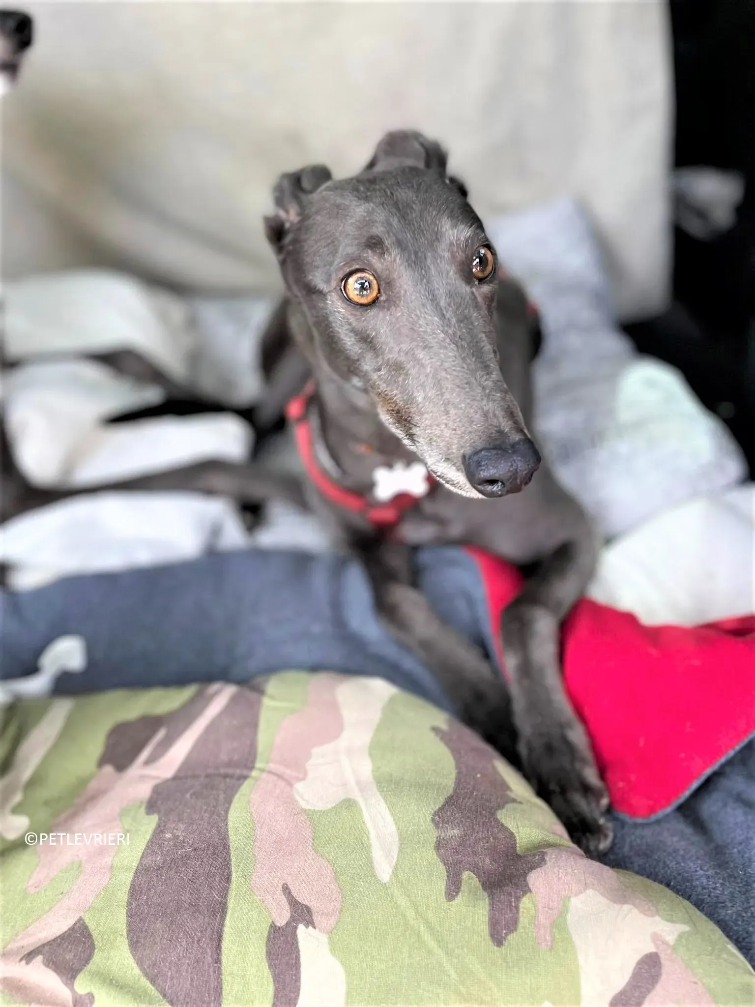 Jessi Double adozione levrieri greyhound.17 2