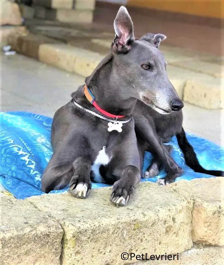 Jessi Double adozione levrieri greyhound.20 2