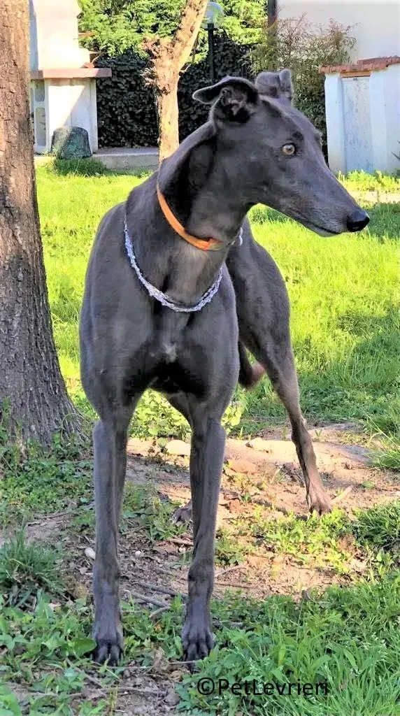 Jessi Double adozione levrieri greyhound.22 2