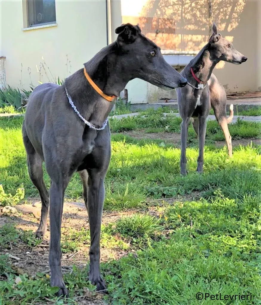 Jessi Double adozione levrieri greyhound.23 2