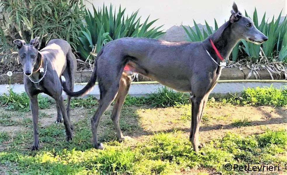 Jessi Double adozione levrieri greyhound.24 2