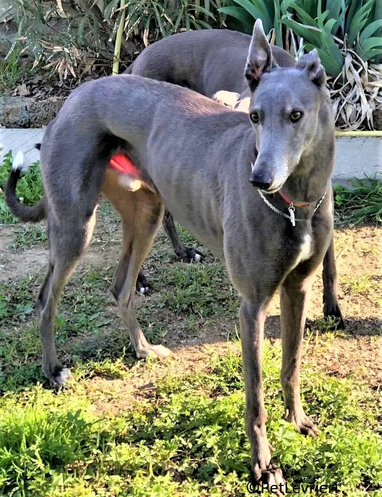 Jessi Double adozione levrieri greyhound.25 2