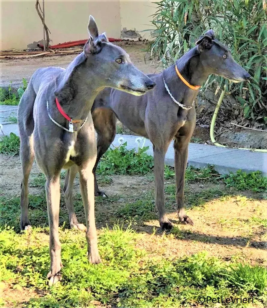 Jessi Double adozione levrieri greyhound.26 2