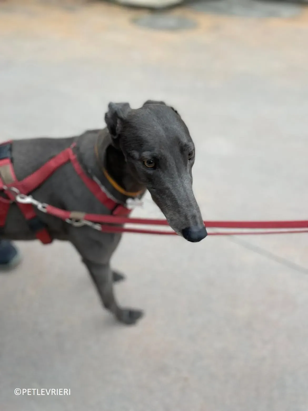 Jessi adozione levrieri greyhound.10