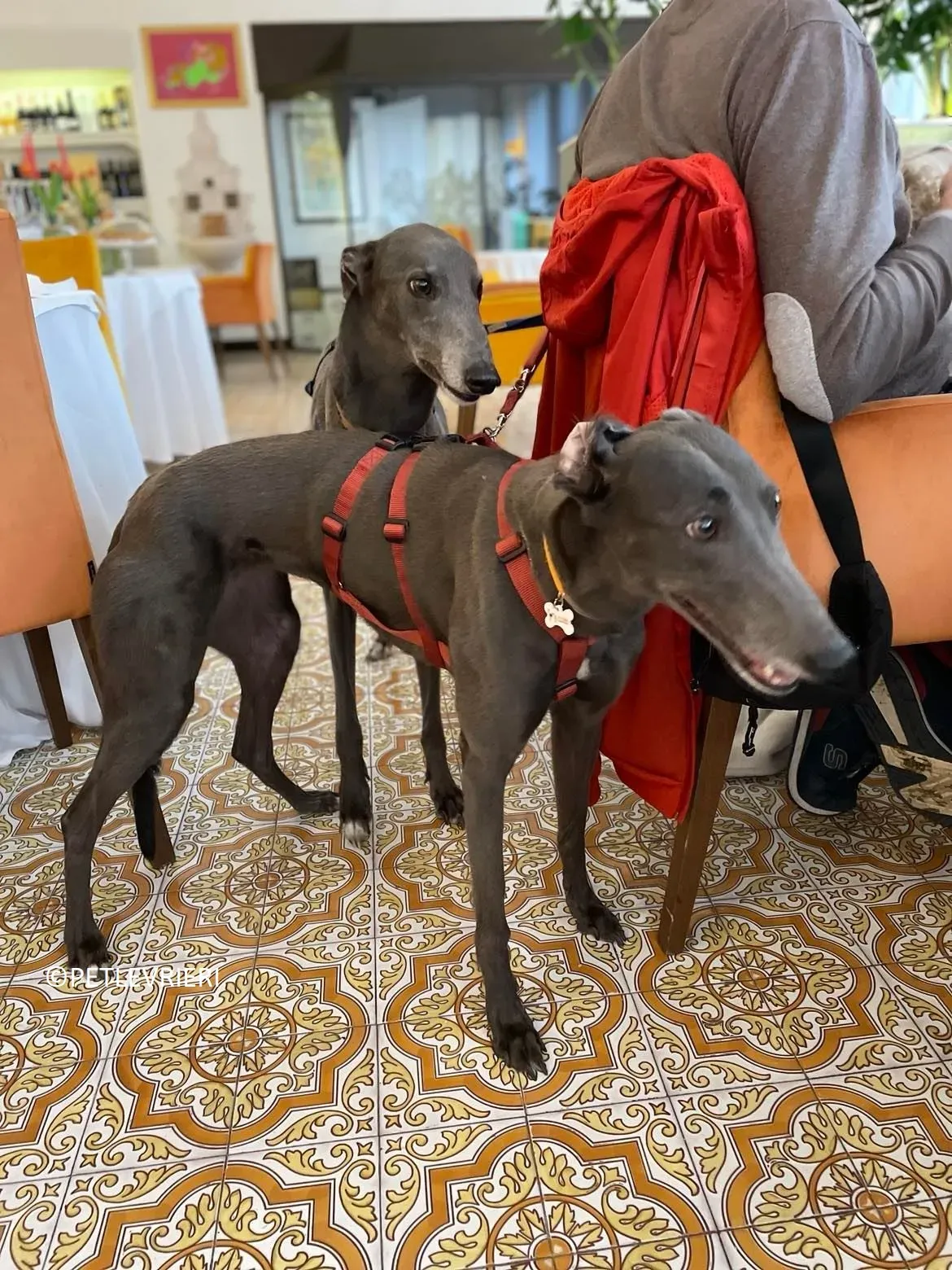 Jessi adozione levrieri greyhound.11