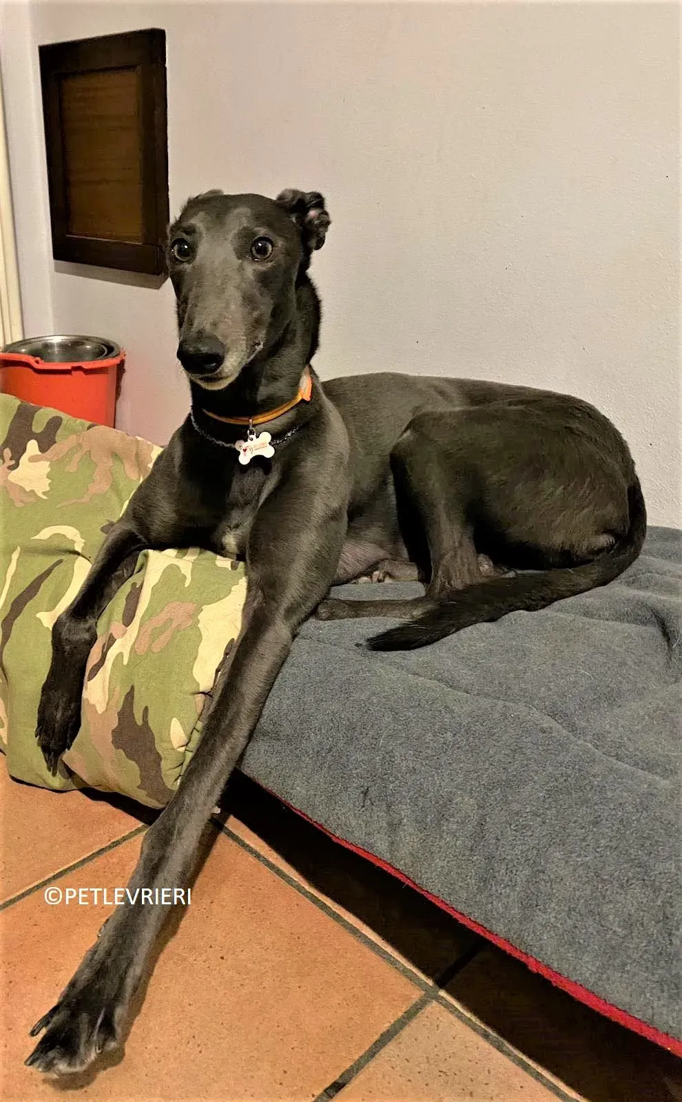 Jessi adozione levrieri greyhound.12 2