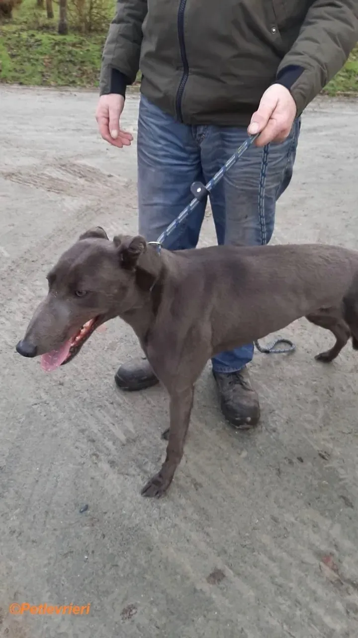 Jessie adozione levrieri greyhound 1 2