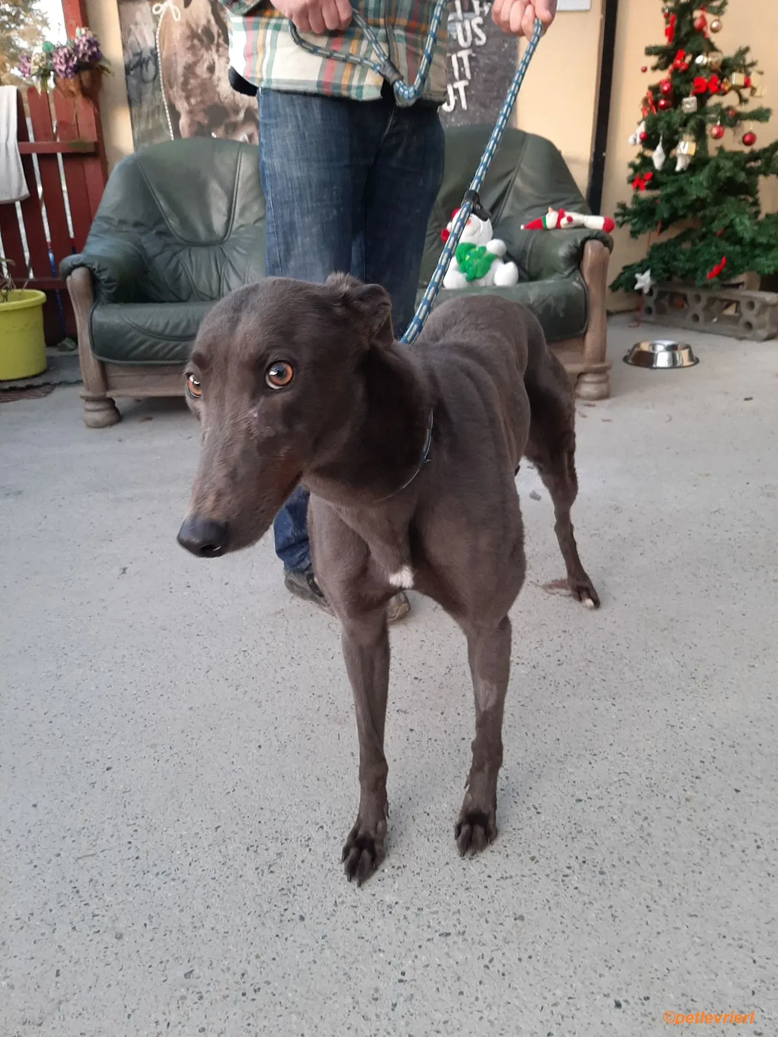 Jessie adozione levrieri greyhound 10