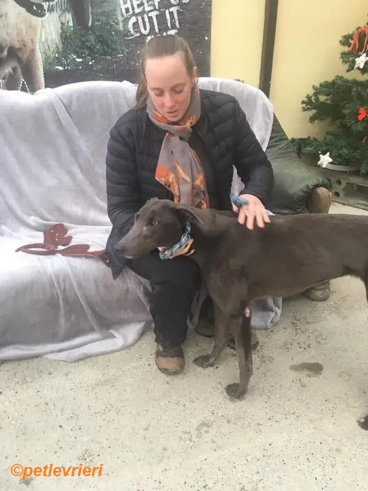 Jessie adozione levrieri greyhound 11