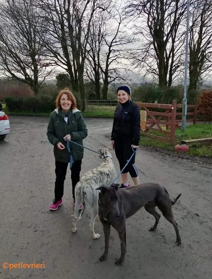 Jessie adozione levrieri greyhound 13